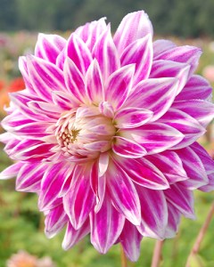 Dahlia Bristol Stripe1